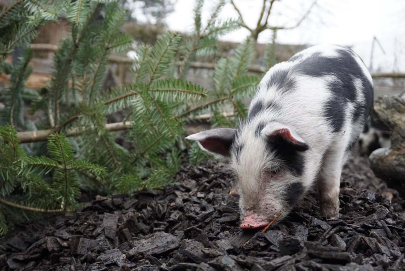 Auf der Alp werden Schweine heute nur noch selten gehalten. (Bild KAGfreiland)