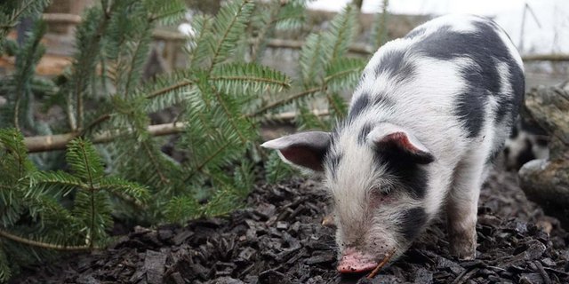 Auf der Alp werden Schweine heute nur noch selten gehalten. (Bild KAGfreiland)