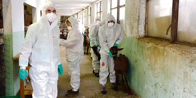 Mitarbeitende des Amts für Lebensmittelsicherheit und Tiergesundheit und Zivilschutz-Seuchenwehr-pioniere haben den Ziegenbestand geräumt.(Bilder zVg)