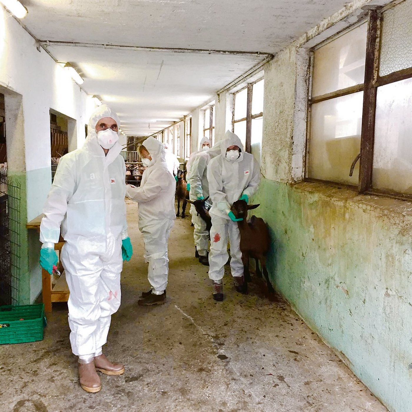 Mitarbeitende des Amts für Lebensmittelsicherheit und Tiergesundheit und Zivilschutz-Seuchenwehr-pioniere haben den Ziegenbestand geräumt.(Bilder zVg)