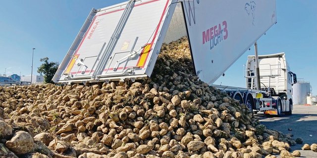 Anlieferung der Rüben in Frauenfeld. Bis Ende Dezember läuft ihre Verarbeitung durch. 