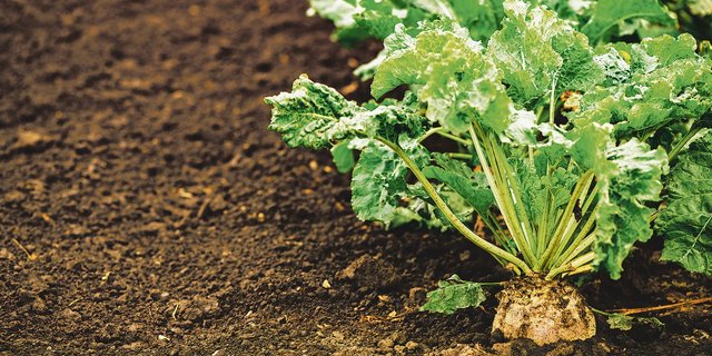 Die Zuckerrübe ist in der Schweiz in Bedrängnis: Der höhere Einzelkulturbeitrag und die besseren Verkaufspreise sollen dies ändern.(Bild Adobe Stock)