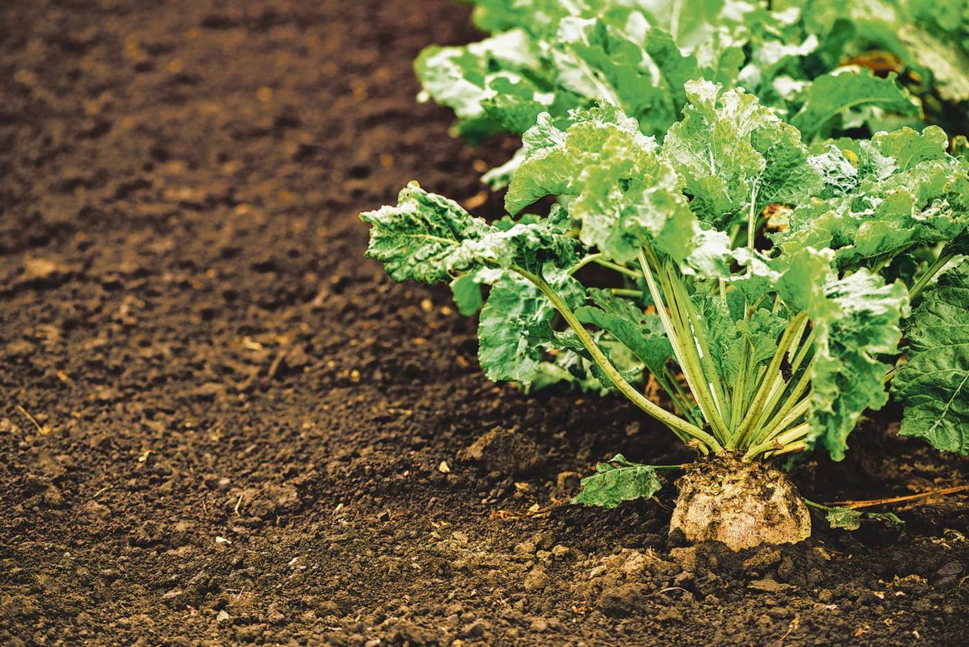 Die Zuckerrübe ist in der Schweiz in Bedrängnis: Der höhere Einzelkulturbeitrag und die besseren Verkaufspreise sollen dies ändern.(Bild Adobe Stock)