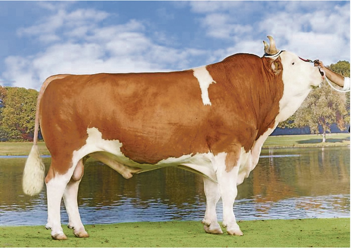 Osika Unic Veru, aus der Zucht von Hermann Kaufmann aus St. Ursanne JU, hat den höchsten Iset bei den Simmentalern. (Bilder KeLeKi)