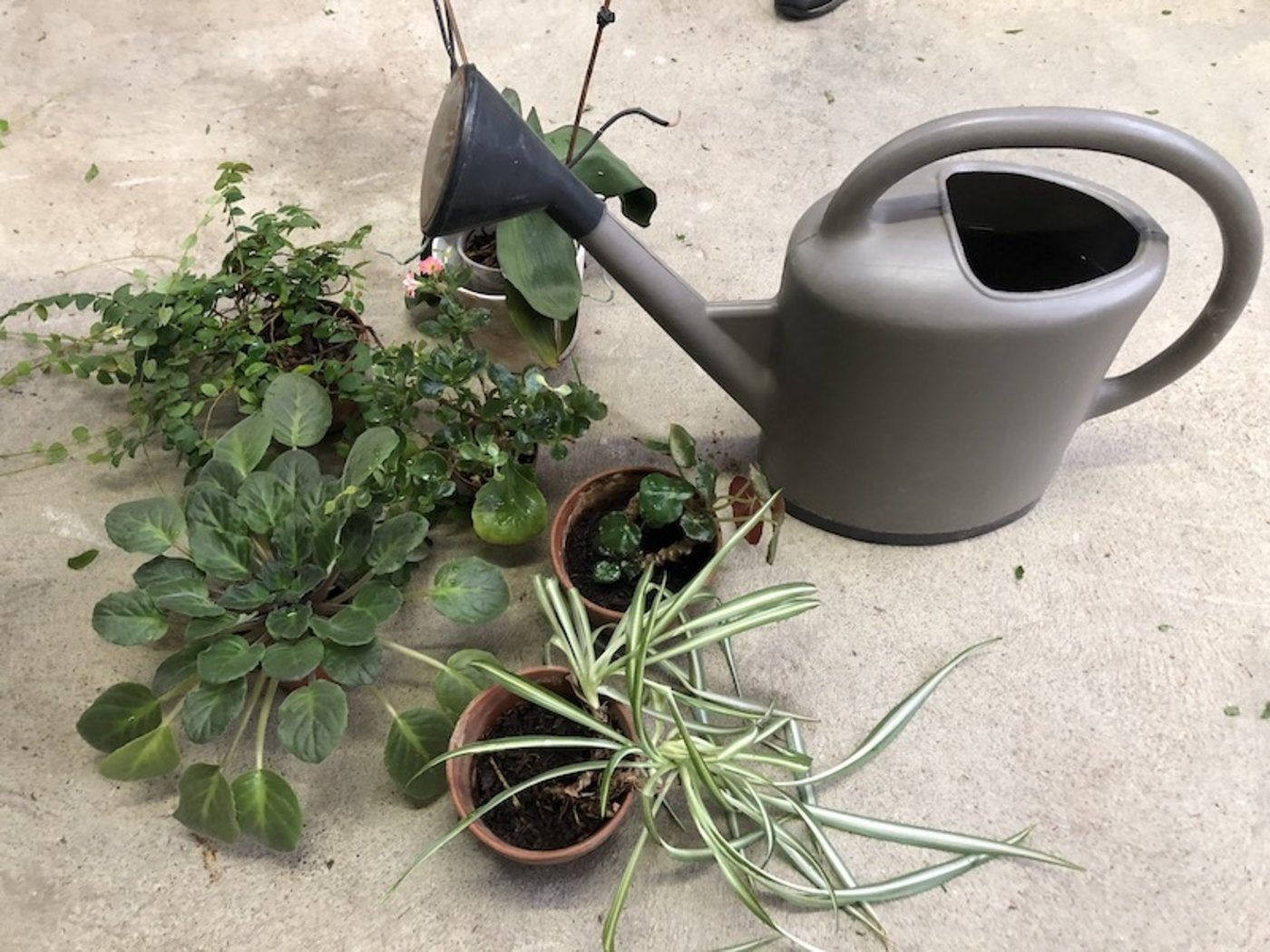 Wenn Pflanzen haben, was sie brauchen, geht es ihnen gut. (Bild et)