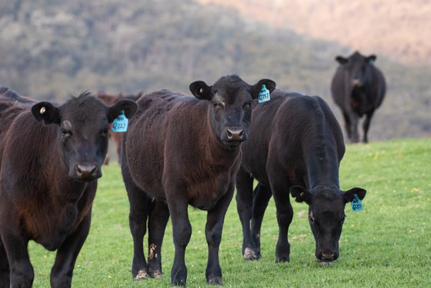 Viele der Angusrinder verstarben an der Bleivergiftung, weitere mussten eingeschläfert werden. (Symbolbild Pixabay)