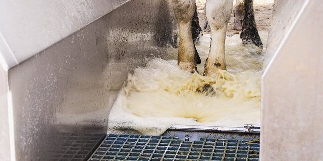 Ein Klauenbad sollte mindestens drei Meter lang sein. Das Waschwasser sollte sauber sein. Bild: Michael Götz