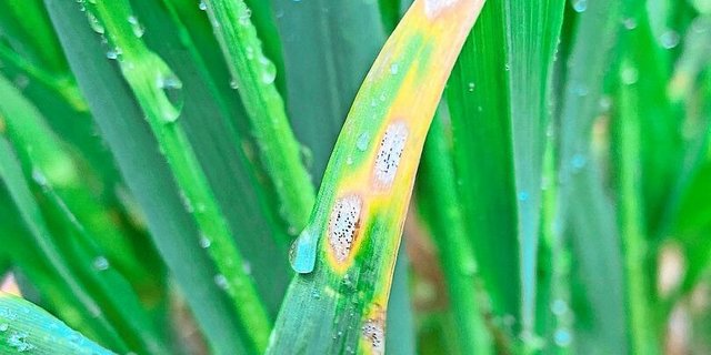 Im Weizen steht die letzte Fungizidbehandlung an, sofern diese nicht bereits diese Woche erfolgt ist.