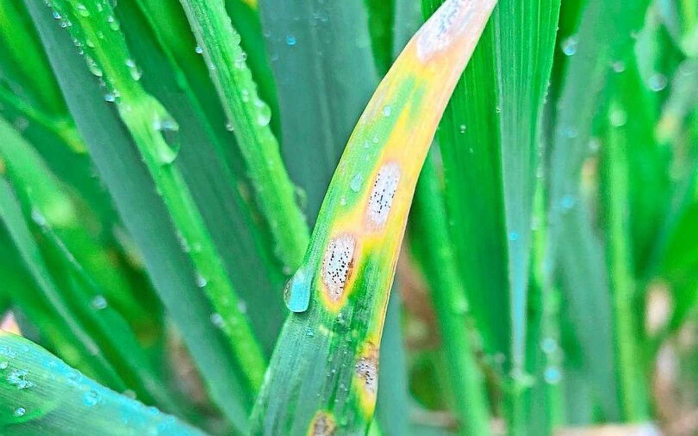 Im Weizen steht die letzte Fungizidbehandlung an, sofern diese nicht bereits diese Woche erfolgt ist.