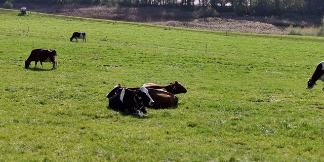 So schön der erste Weidegang im Frühling ist, so gefährlich kann er sein. Aufgrund der falschen Mineralstoffversorgung droht die Weidetetanie.