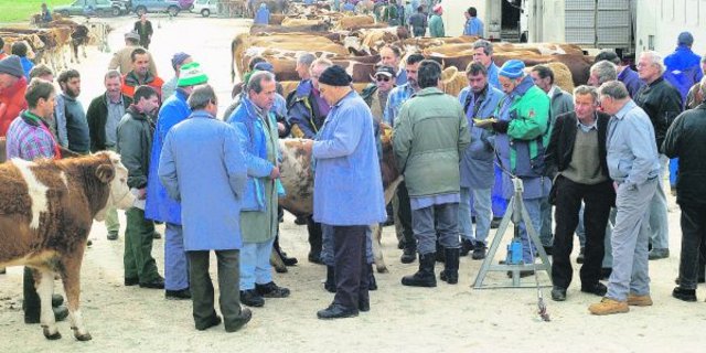 Öffentliche Schlachtviehmärkte sind für die Preistransparenz auf Seite der Bauern ein wichtiges Instrument. Ob es sie noch gibt, wenn die Inlandleistung als Teil der Vergabe der Importkontingente wegfällt, ist offen. (Bild zVg)
