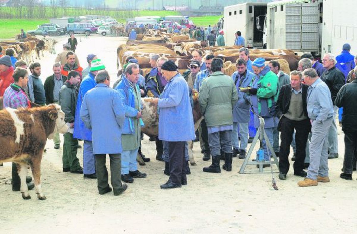 Öffentliche Schlachtviehmärkte sind für die Preistransparenz auf Seite der Bauern ein wichtiges Instrument. Ob es sie noch gibt, wenn die Inlandleistung als Teil der Vergabe der Importkontingente wegfällt, ist offen. (Bild zVg)