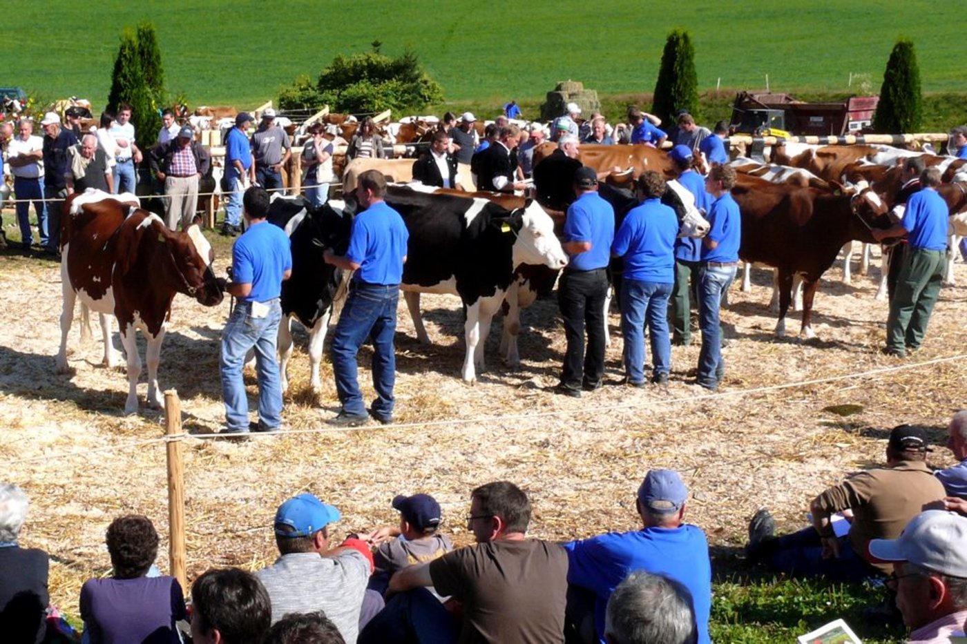 Die Beständeschauen sind weiterin ein grosser Anziehungspunkt für Züchter und Besucher. (Bild Peter Fankhauser) 