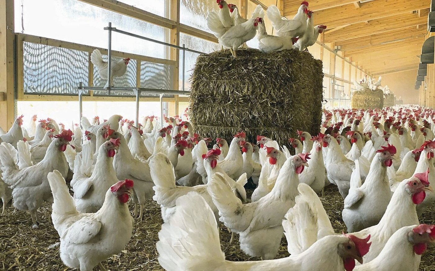 Die Legehennen haben mit Strohballen, Sandbad und Weide viele Beschäftigungsmöglichkeiten. Das hilft auch gegen aggressives Verhalten. 