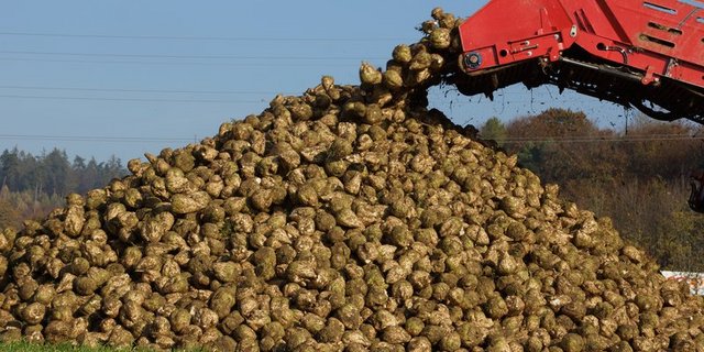 Im Moment läuft die Zuckerrübenernte. Durch die Viröse Vergilbung können Ertragsverluste bis 50 Prozent auftreten. (Bild BauZ)