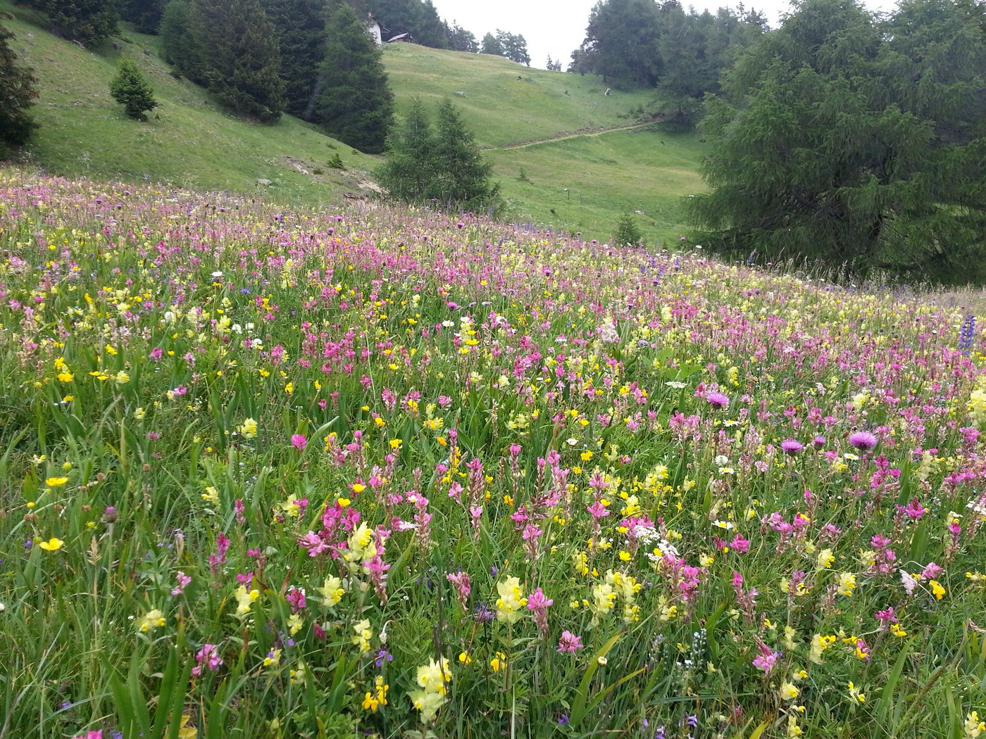 Eine spät gemähte, blumenreiche Wiese hilft nicht nur den Wiesenvögeln, sondern auch vielen weiteren Tier- und Pflanzenarten. (Bild © Roman Graf)