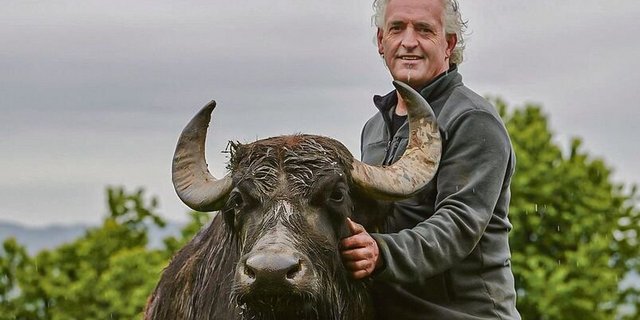 Biolandwirt Josef Villiger aus Sins setzt seit 15 Jahren auf Wasserbüffel und produziert heute um die 100 000 kg Milch.