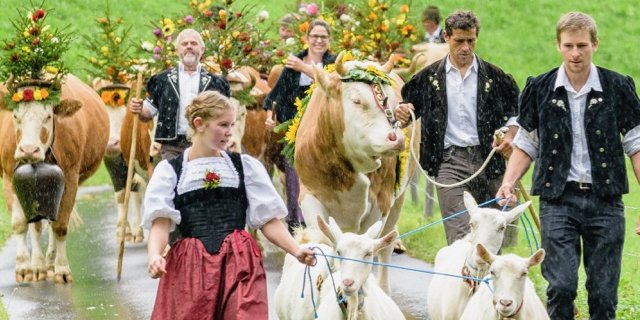 Die Älplerinnen und Älpler von den Alpen im Dürrenwald fuhren am letzten Samstag herunter. (Bilder Patrick Aegerter) 