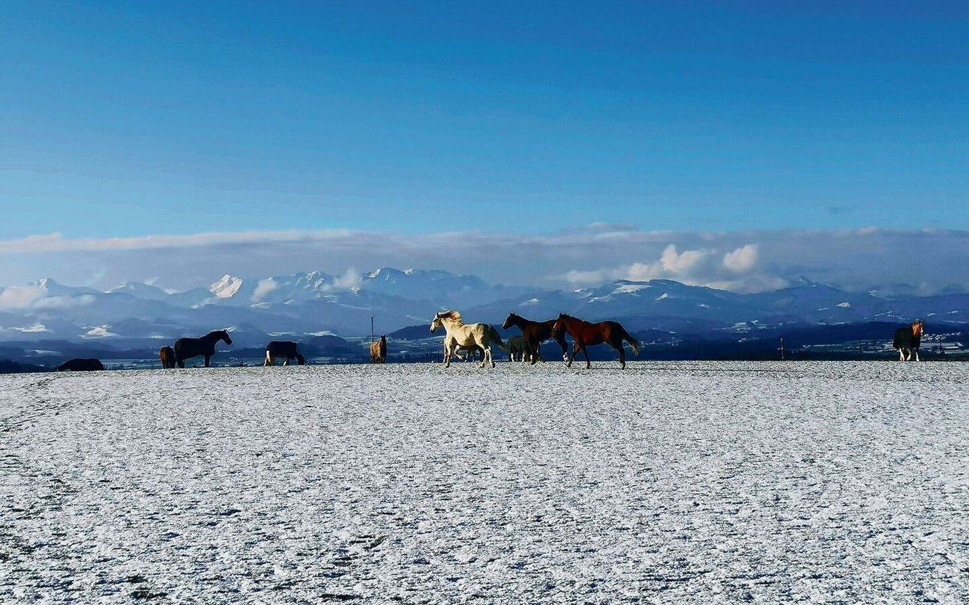 Die Arbeit mit den Pferden erfüllt den Stallbesitzer Adrian Herren. Vor allem, wenn es ihnen gut geht und sie sich so frei bewegen können wie möglich. Das ist auf dem Sternenhof im bernischen Mauss Realität. Doch es braucht die Pensionäre, die diese Haltung für ihre Pferde wollen – das ist nicht selbstverständlich, weiss der pferdebegeisterte Landwirt.