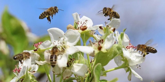 Sowohl Befürworter als auch Gegner der Pflanzenschutz-Initiativen meldeten sich am Weltbienentag zu Wort. (Bild SBV)