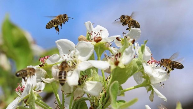 Sowohl Befürworter als auch Gegner der Pflanzenschutz-Initiativen meldeten sich am Weltbienentag zu Wort. (Bild SBV)