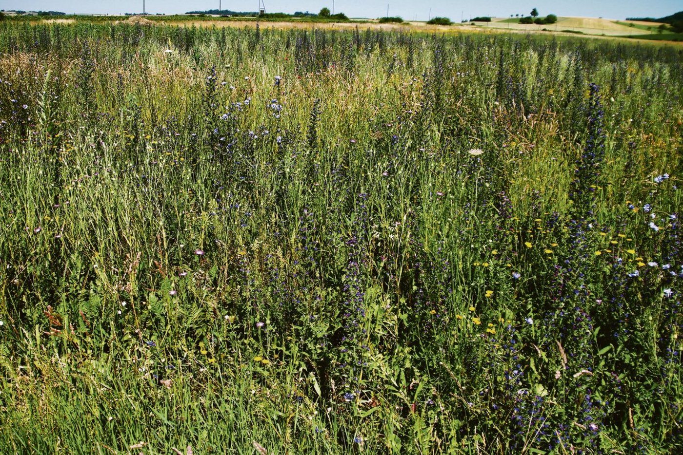 Die angelegten Flächen sind sehr artenreich und bieten etwa Lebensraum für Bodenbrüter wie die Feldlerche. Die Buntbrachen leisten aber auch einen wichtigen Beitrag zur Vielfalt an Insekten.(Bild Roland Müller)