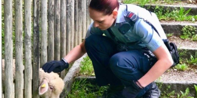 Das Schaf klemmte sich beim Fressen den Kopf ein. (Bild polizei-schweiz.ch)