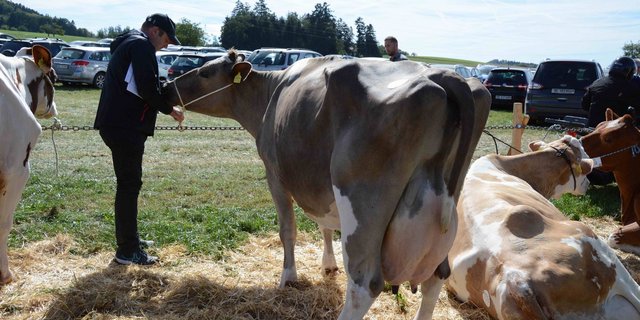 Markus Gerber macht sich am Strick der Lebensleistungskuh zu schaffen. (Bild sb)