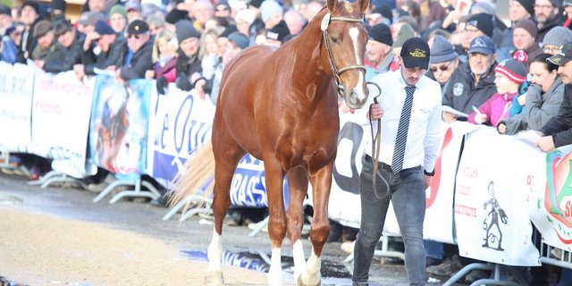 Die Diskussion um weisse Beine ist bei Freibergern nicht neu. Der Fall von Cartoon sei aber eher ein Nebenschauplatz tiefer liegender Probleme beim Verband. (Bild kr)