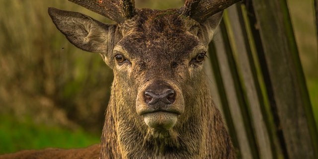 CWD ist eine Prionen-Krankheit, ähnlich wie BSE. Laut dem BLV hat ich die Lage nicht verändert. (Bild Pixabay)