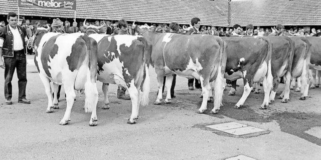 Hier eine Kategorie Red Holstein im Jahr 1985: Im ersten Rang Tessar Fabiola von der Familie Dupasquier aus Vuadens; im zweiten Rang die Chester-Tochter Charmante von Raphaël Dunand aus Vaulruz.