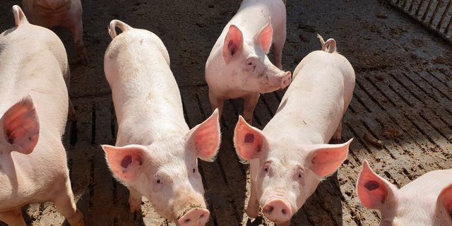 Hausschweine sollten keinen Kontakt zu Wildschweinen haben – daher sind Ausläufe sicher einzuzäunen. (Bild BauZ)