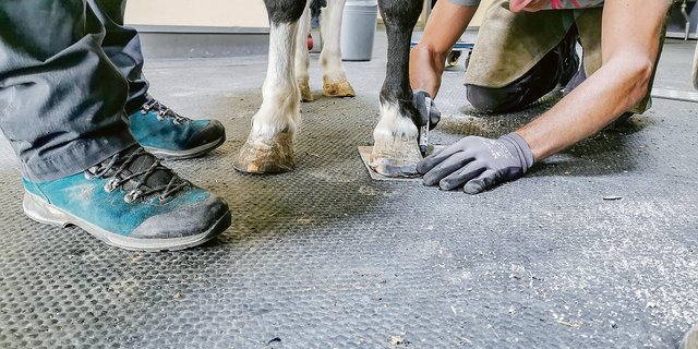 Hufschmied Cyrill Zuber zeichnet Luckys Hufform auf die Platte, aus der er nachher die «Eier-Platte» schmiedet.  