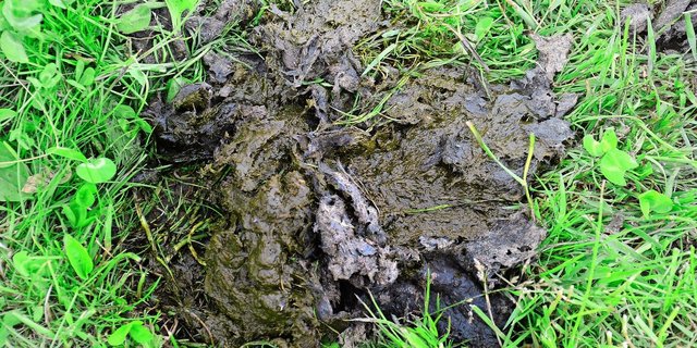 Viele Löcher in der Oberfläche eines Kuhfladens sind leider kein sicheres Zeichen für zahlreiche Mistkäfer. Diese Insekten bevorzugen eher Haufen als Fladen, sprich weniger dickflüssigen Dung auf der Weide.