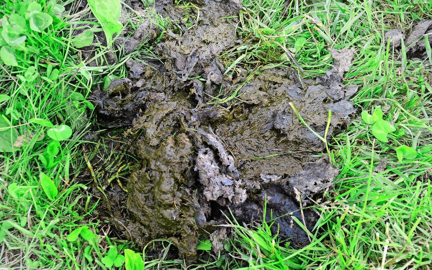 Viele Löcher in der Oberfläche eines Kuhfladens sind leider kein sicheres Zeichen für zahlreiche Mistkäfer. Diese Insekten bevorzugen eher Haufen als Fladen, sprich weniger dickflüssigen Dung auf der Weide.
