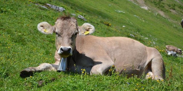 Die Tiergesundheit liegt dem Verein für komplementäre Tiermedizin am Herzen. (Symbolbild Andrea Gysin)