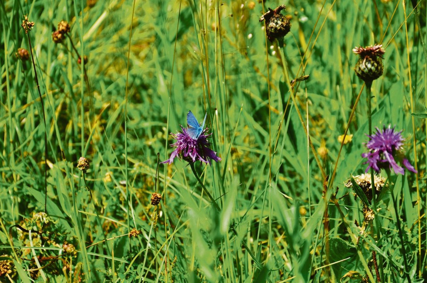 Je nach Zone dürfen die Ökowiesen frühestens am 15. Juni, 1. Juli beziehungsweise 15. Juli geschnitten werden.(Bild BauZ)