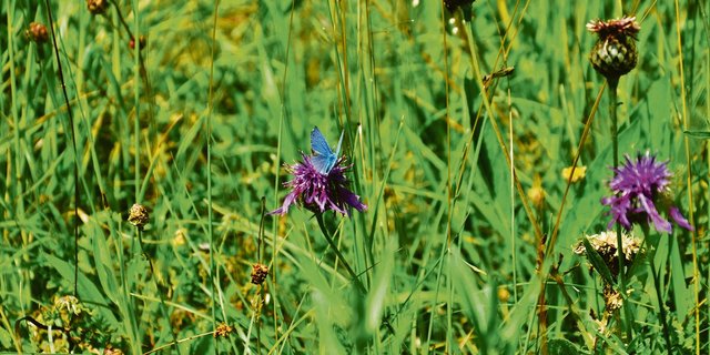 Je nach Zone dürfen die Ökowiesen frühestens am 15. Juni, 1. Juli beziehungsweise 15. Juli geschnitten werden.(Bild BauZ)