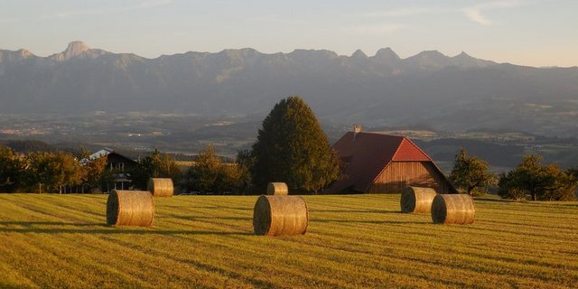 Fast alle Bauern bewirtschaften Pachtland. (Bild Aline Küenzi) 