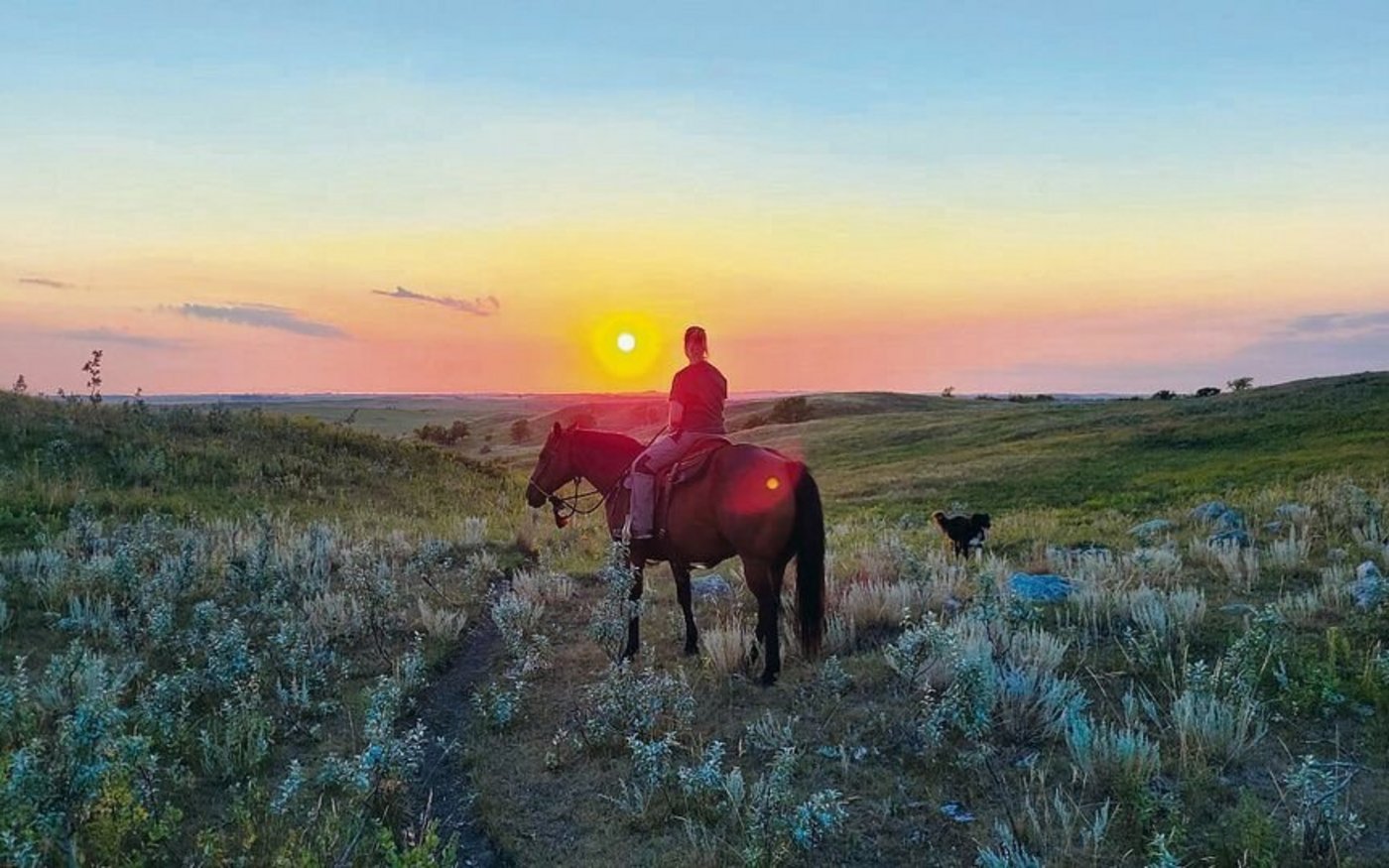 In Amerika werden Pferde oder Quads benutzt, um mit den grossen Rinderherden zu arbeiten. 