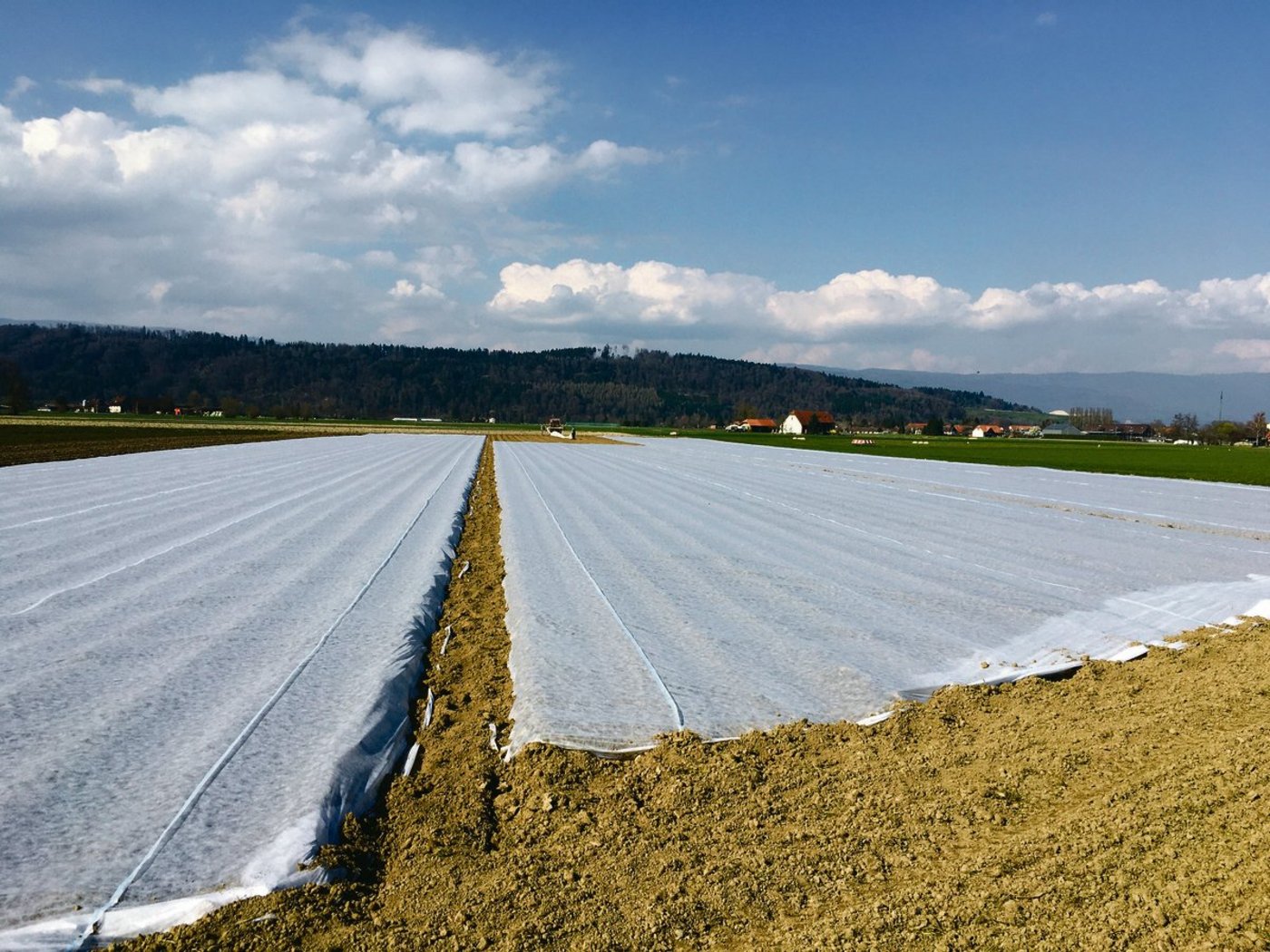 Das Kartoffelfeld wird mit Vliesbahnen bespannt. Für eine optimale Wirkung müssen die Bahnen straff gespannt sein. (Bild Lukas Streit)