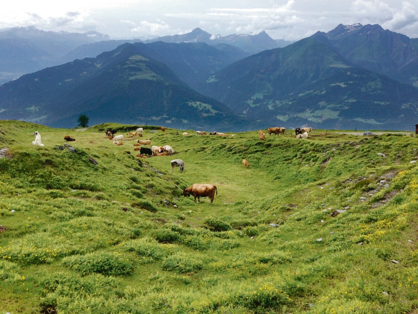 Unruhiges und verängstigtes Verhalten bei Mutterkühen wird häufiger festgestellt, seit sich Wölfe in Graubünden vermehrt ausbreiten. Um diese langfristig zu vergrämen, können Herdenschutzhunde (links im Bild) eingesetzt werden. (Bild Jan Boner, Plantahof)