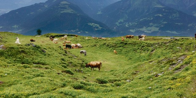 Unruhiges und verängstigtes Verhalten bei Mutterkühen wird häufiger festgestellt, seit sich Wölfe in Graubünden vermehrt ausbreiten. Um diese langfristig zu vergrämen, können Herdenschutzhunde (links im Bild) eingesetzt werden. (Bild Jan Boner, Plantahof)