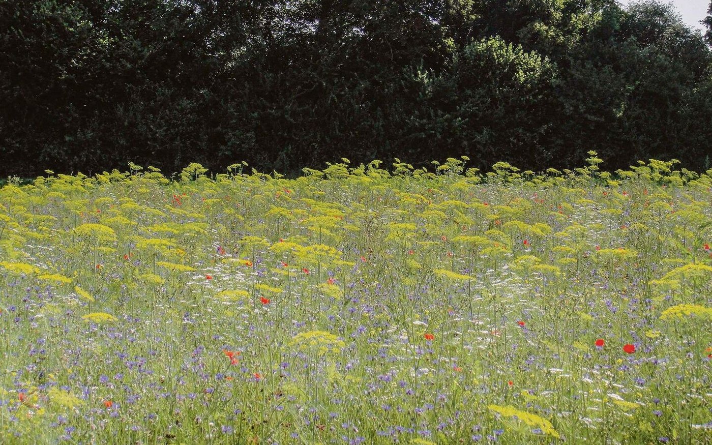 Die Idee bei Nützlingsstreifen ist es, die Lücke im Nahrungs-angebot für Insekten im Sommer zu schliessen.