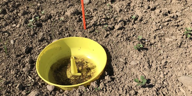 Nach der Saat werden Gelbfallen zur Hälfte eingegraben und mit Wasser und etwas Seife gefüllt, um den Einflug des Erdflohs zu überwachen. (Bild BauZ)