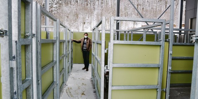 Andre Siegenthaler, Vorstandsmitglied der Fleischgenossenschaft, zeigt die grosszügig ausgelegten Warteboxen für die Tiere.(Bilder Barbara Bäuerle-Rhyner)