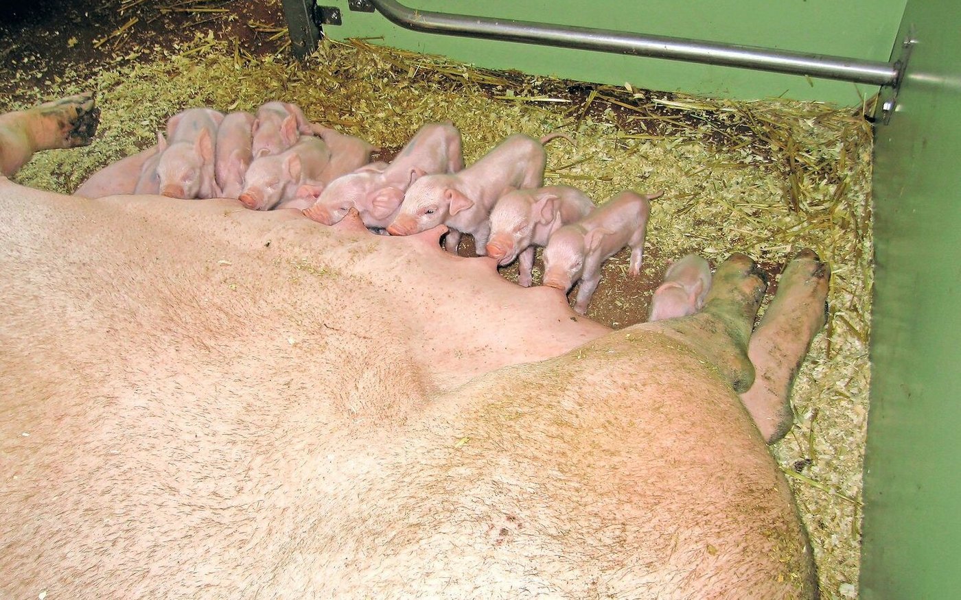 Man sollte nicht nur bei Behandlungen Zeit mit den Tieren  verbringen, da die Gefahr besteht, dass Tiere ihren Betreuer oder die Betreuerin automatisch mit Schmerzen in Verbindung bringen.