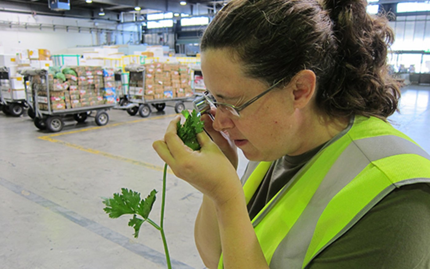 Mitarbeitende des ESPD kontrollieren Ware am Zoll, um die Einschleppung gefährlicher gebietsfremder Organismen zu verhindern. (Bild Agroscope)