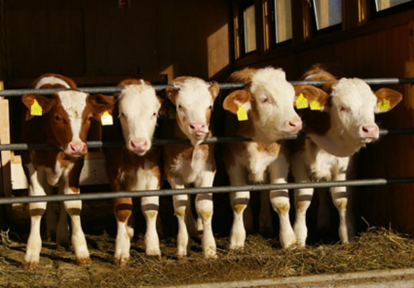 Die Namen Max und Fiona gefallen den Bauern ganz besonders. (Peter Allenbach/landwirtschaft.ch)
