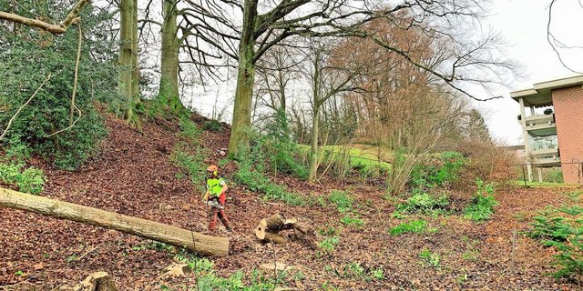 Fällen von Risikobäumen und Räumung von Neophyten wie Kirschlorbeer in einer Waldparzelle nahe dem Siedlungsgebiet.  